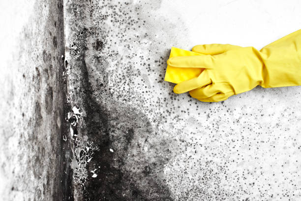 Best Biohazard Mold Removal  in Maitland, FL